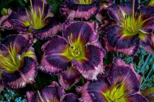 RAINBOW RHYTHM Storm Shelter Hemerocallis hybrid Landscape Info: Features & Benefits: USDA zone: 3-9 Mauve colored blosssoms with an enormous deep eggplant purple eye that extends to nearly the edge