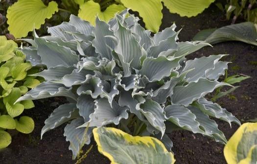 SHADOWLAND Waterslide Hosta hybrid Landscape Info: Features & Benefits: USDA zone: 3-9 This beautifully ruffled hosta is a thrill to behold! Blue, rippled leaves hold their color all season long.