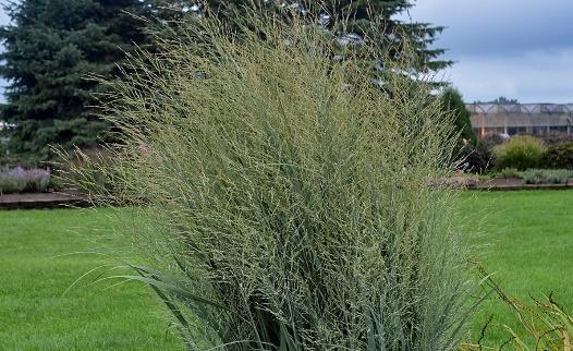 Totem Pole Panicum virgatum Landscape Info: Features & Benefits: USDA zone: 4-9 This colorful perennial produces large, double, raspberry pink flowers with razor thin white edges atop a polished,