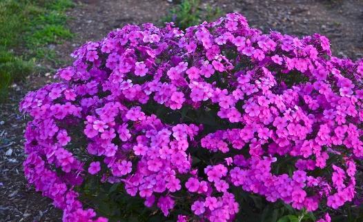 Cloudburst Phlox hybrid Landscape Info: Features & Benefits: USDA zone: 4-9 This colorful perennial produces large, double, raspberry pink flowers with razor thin white edges atop a polished, Mature