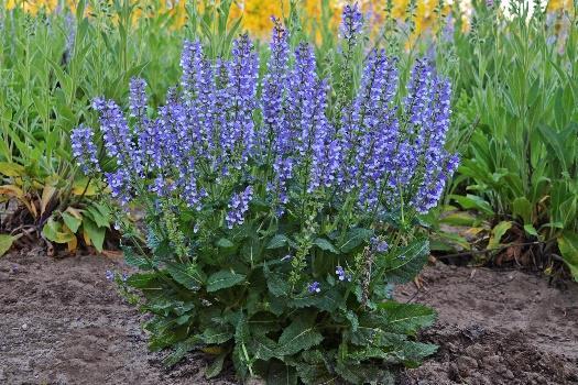 COLOR SPIRES Azure Snow Salvia hybrid Landscape Info: Features & Benefits: USDA zone: 3-8 This colorful perennial produces deep violet blue and white bicolor flower spikes atop the neatly mounded,