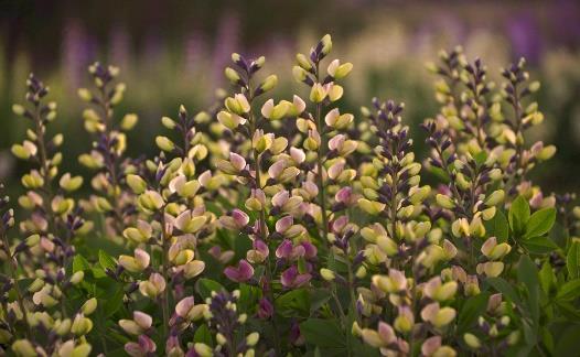 DECADENCE Deluxe Pink Lemonade Baptisia hybrid Landscape Info: Features & Benefits: USDA zone: 4-9 This colorful perennial produces fragrant, double coral pink blossoms atop a tight, compact mound of