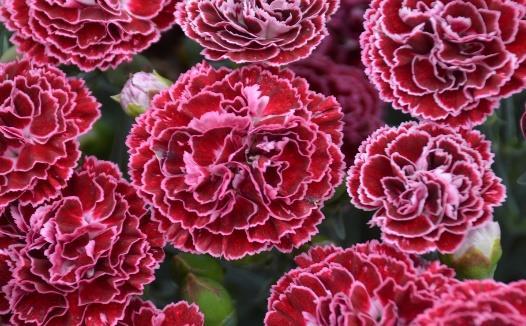 FRUIT PUNCH Cherry Vanilla Dianthus hybrid Landscape Info: Features & Benefits: USDA zone: 4-9 This colorful perennial produces large, double, raspberry pink flowers with razor thin white edges atop