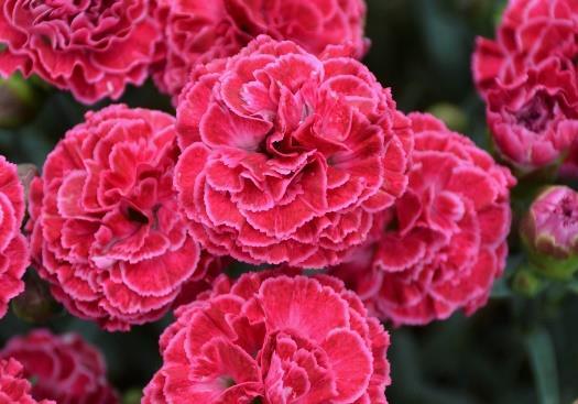 FRUIT PUNCH Raspberry Ruffles Dianthus hybrid Landscape Info: Features & Benefits: USDA zone: 4-9 This colorful perennial produces large, double, raspberry pink flowers with razor thin white edges