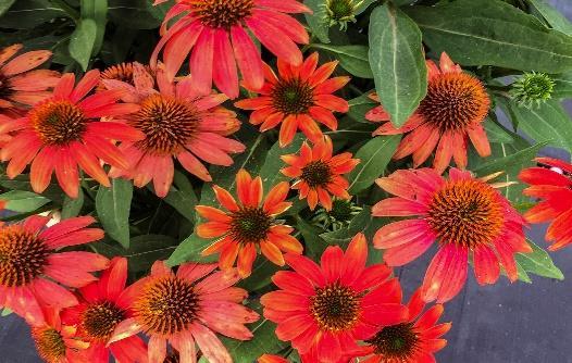LAKOTA Santa Fe Echinacea hybrid Landscape Info: Features & Benefits: USDA zone: 4-9 This colorful perennial produces large, double, raspberry pink flowers with razor thin white edges atop a