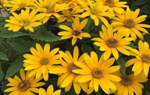 Tuscan Gold Heliopsis hybrid Landscape Info: Features & Benefits: USDA zone: 4-9 This colorful perennial produces large, double, raspberry pink flowers with razor thin white edges atop a polished,