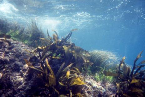 Wildlife Management Ocean Ecosystem