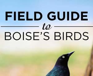 1,000 COPIES AND COUNTING! Our Field Guide to Boise s Birds is a hit! With sales on the verge of exceeding 1,000 copies, the community s interest in our guide has surpassed our wildest dreams.