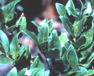 Contributing factors: unknown Management recommendations: Monitor for beneficial insects and signs of parasitism.