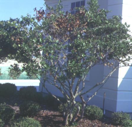 Wet root rot diseases (Phytophthora and Pythium spp.) Recognition: Above-ground symptoms are poor growth, thinning of the foliage, and yellowing of leaves, with the oldest foliage affected first.
