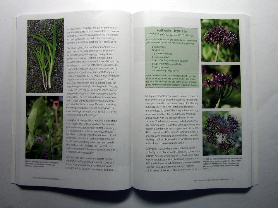 Another lesson I learned was regarding Allium wallichii,
