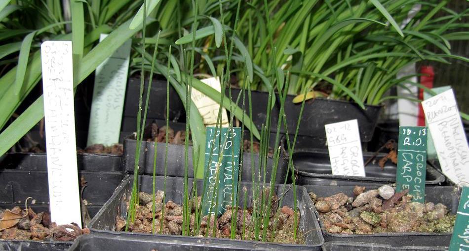 Narcissus albicans seedlings There is plenty of leaf growth in the bulb houses including these Narcissus albicans seedlings - most growing for their second year