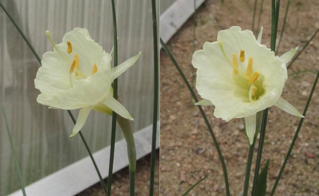 Narcissus romieuxii seedling As we have grown so many Narcissus in a relatively small area we have many hybrids, in fact these