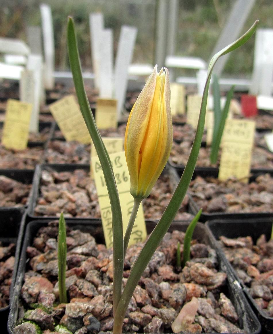 Tulipa koyuncui Raised from seed collected near the Isak Pasa Palace in Turkey this is a recently described species, Tulipa koyuncui, similar to Tulipa biflorus but with yellow flowers.