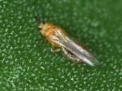 Thrips Whitefly