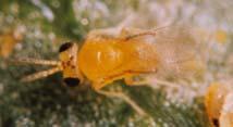 Planococcus citri, citrus mealy bug: L =