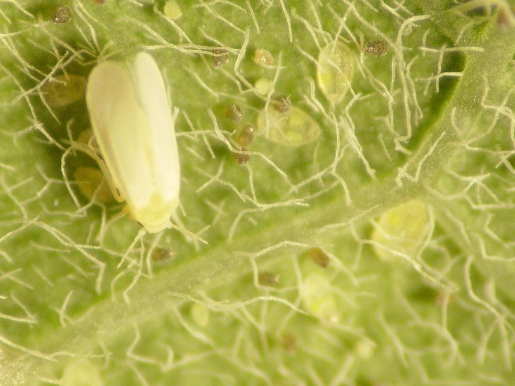 Picture of whitefly. Photo by Dr. Scott Ludwig, Program Specialist-IPM, Texas AgriLife Extension, Texas A&M University System.