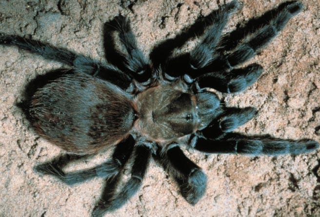 A tarantula, Aphonopelma sp. (Araneae: Theraphosidae).