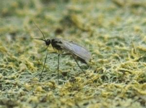 PESTS Fungus Gnats Fungus gnats are small insects (1/8 to 1/10 inch long) that are common in high-organic-matter houseplant soils that are kept moist.