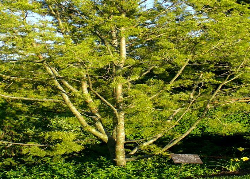 Ornamental Bark Above: Scotch Pine (Pinus sylvestris) has perhaps the most attractive bark of