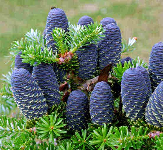 Right: Indigo blue cones on many varieties of Korean Fir (Abies koreana) surprise many first-time