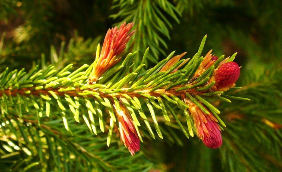 Foliage Colors New growth on Taylor s Sunburst Lodgepole Pine emerges bright