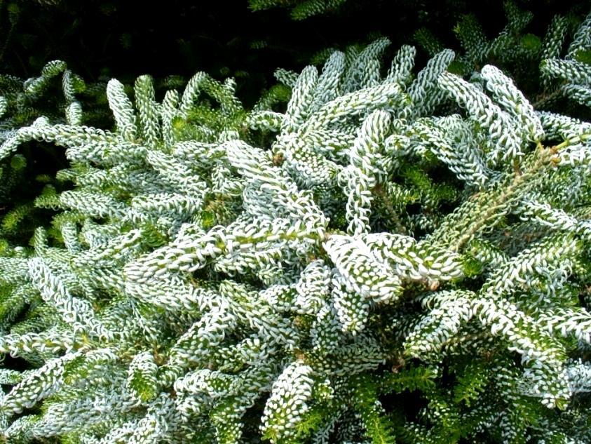 silvery-white undersides Hoop s Blue Spruce (Picea pungens Hoopsii ) has become