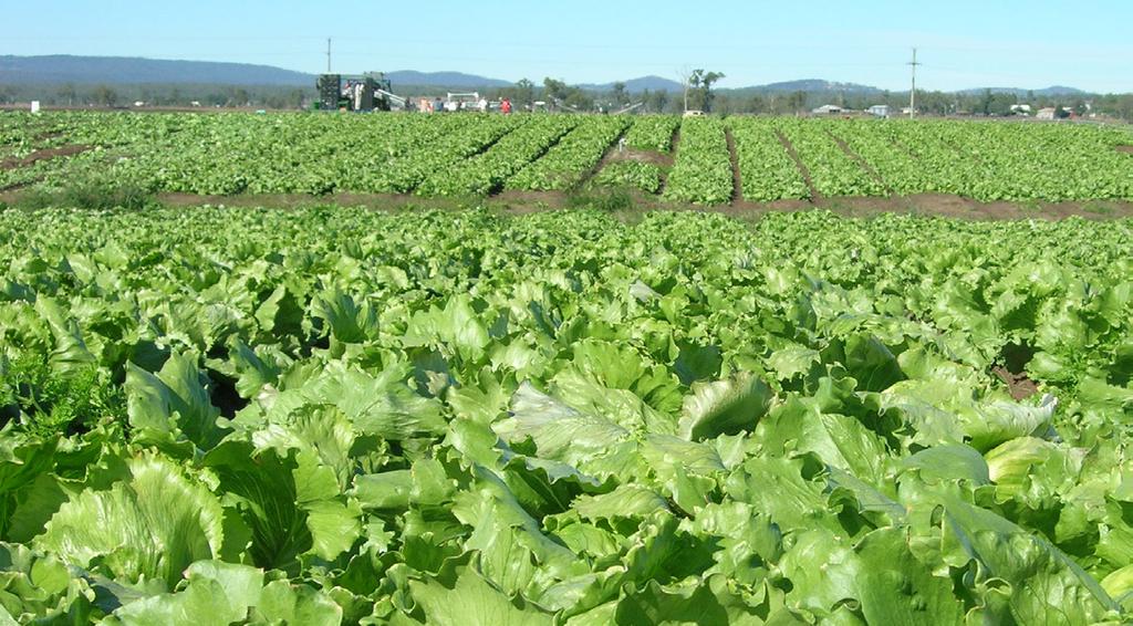 HEAD LETTUCE This production summary provides an overview of head lettuce growing, harvesting, and post harvesting practices.