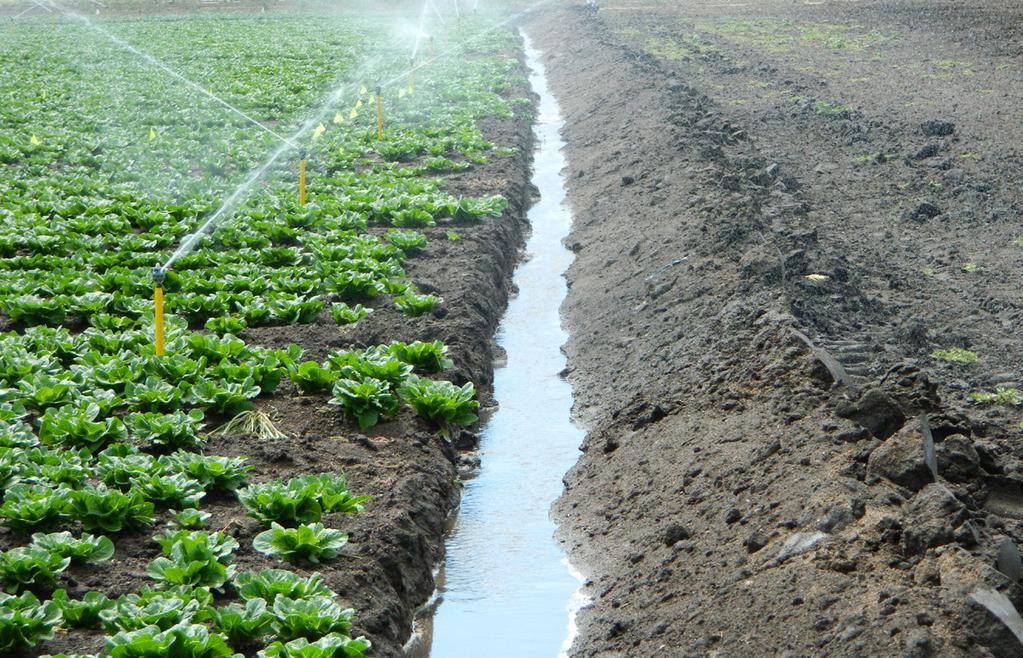 irrigation practice is used, the majority of water is applied during the last 30 days before harvest.