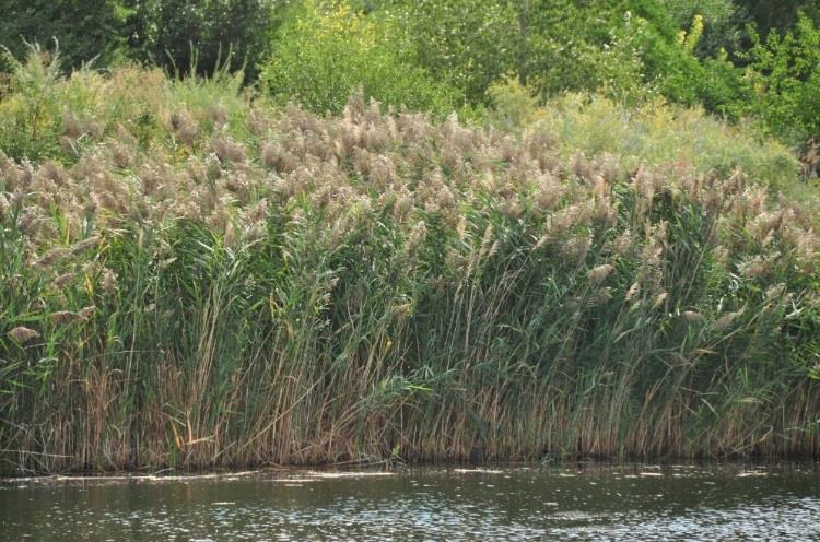 of Agriculture and Food (UDAF); Cap Ferry Agricultural Research Grant Program Summary The non-native version of common reed (Phragmites australis) was introduced to North America from Eurasia in the