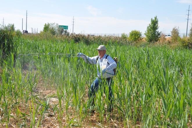 traditional backpack sprayer (C). A study was conducted at the Utah State University Botanical Center in Kaysville to compare three methods of applying glyphosate herbicide (as AquaNeat).