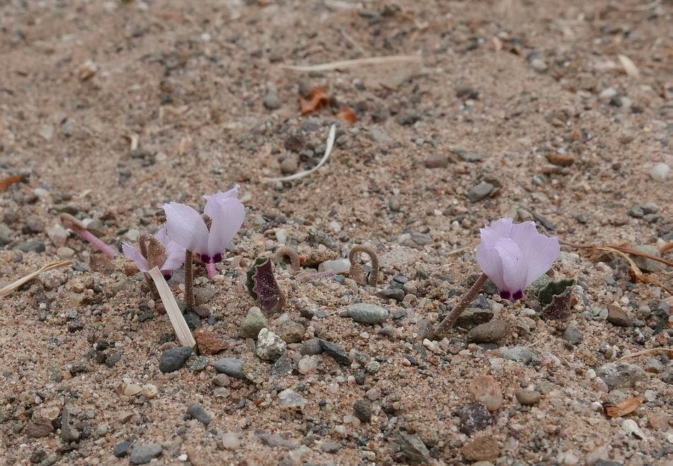 Cyclamen mirabile flowers supported by their corms store of energy rise
