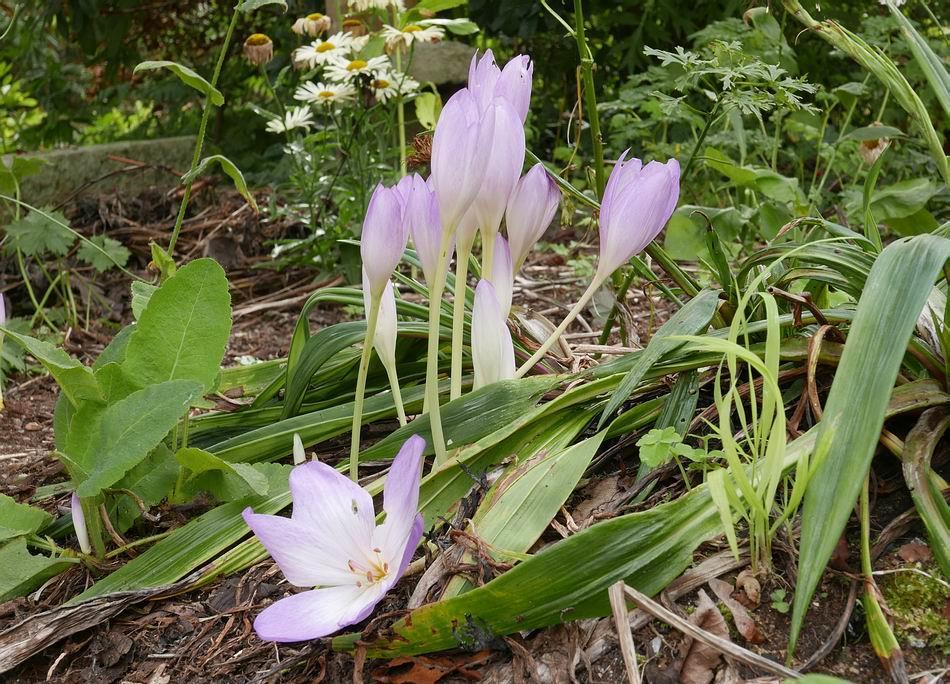 Crocus xantholaimos Formally classified as a subspecies of Crocus speciosus, Crocus xantholaimos has been elevated and given specific status the reasons are fully explained by Janis Ruksans in his