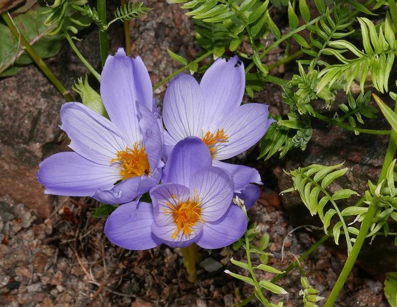 Here it is among the first of the autumn flowering Crocus come into flower you will note that I use the term Autumn Crocus correctly.