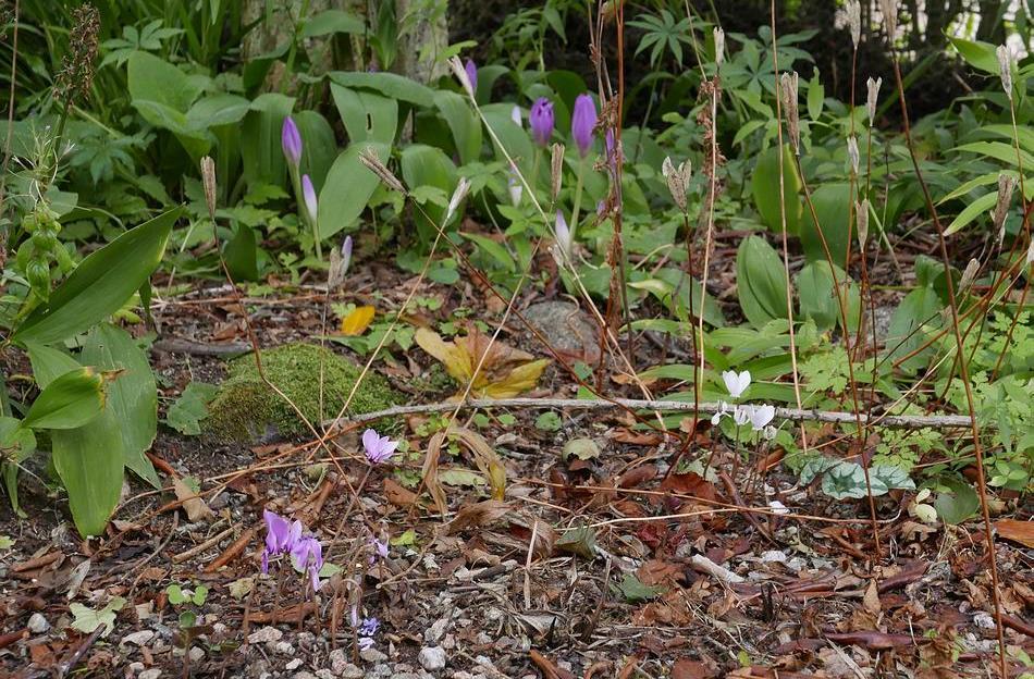 These are some in the corner of the bed where I removed a rhododendron and thinned the Dicentra - the colchicum bulbs, lying