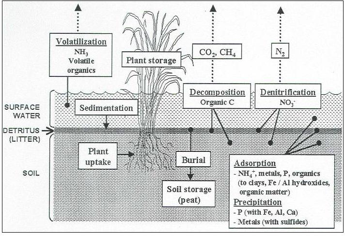 Water Quality & Bioretention Physical, Chemical & Biological Mechanisms Courtesy of the Soil and Water Science Department,