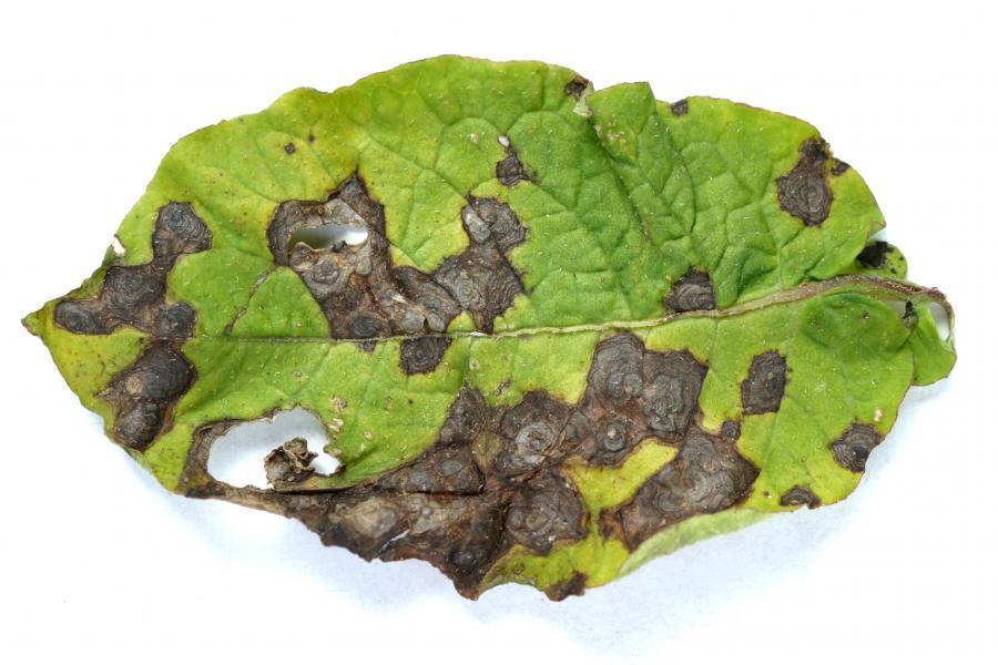Early blight Alternaria solani Management: Chemical control The best timing for early blight varies from year to year,