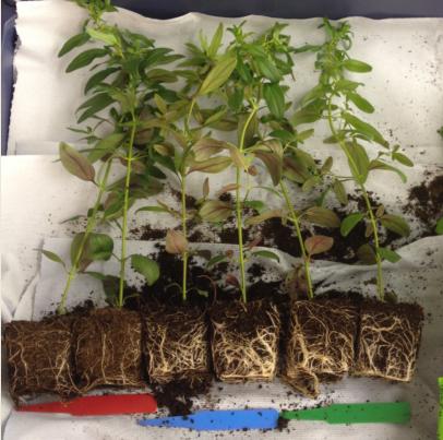 Figure 7: Snapdragon root growth: from left to right growth on peat, coir, coir + humate Statistical analysis was not carried out on the data for root growth as these were only visually