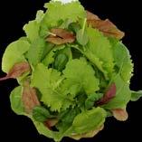 lettuce spinach arugula