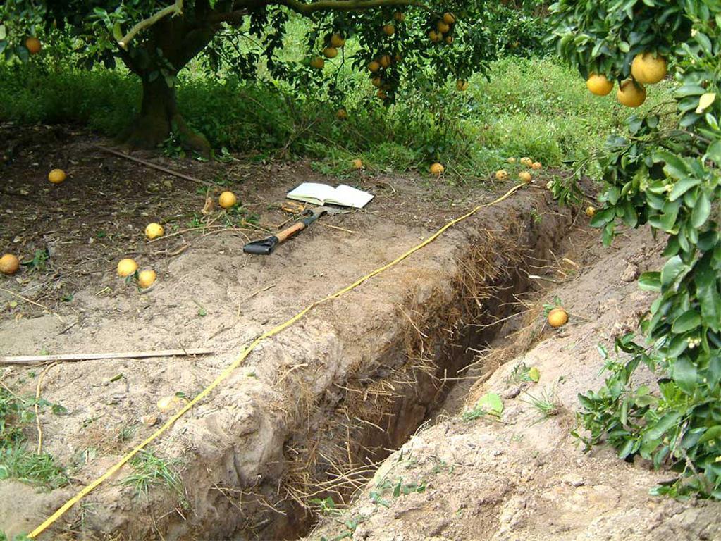The natural soil profile is relatively undisturbed at the tree row and is typically similar to the one shown in (Figure 2).