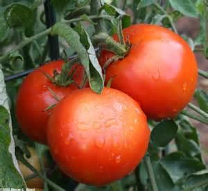 Warm season crop with harvest between June and September Blossom end rot is caused by calcium deficiency and other environmental factors Varieties Amelia, Celebrity,