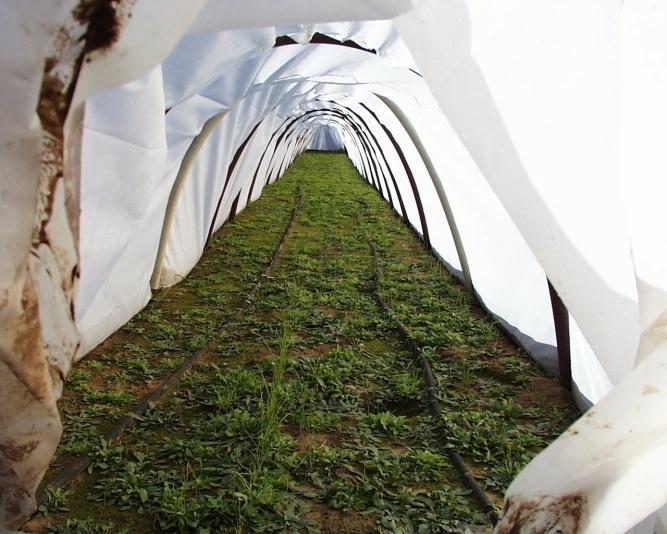 Practical Uses for Row Covers - - Enable Early Planting - - Clear plastic tunnels create a mini-greenhouse