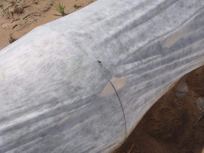 for small pests such as aphids Install cover before