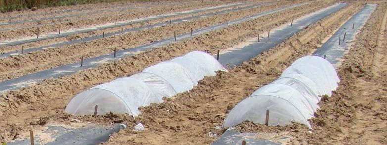 Usefulness of Row Covers for Insect