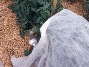 Materials used in Season Extension: Spunbound Covers Functions trap heat: 2-4 o F frost protection exclude insects