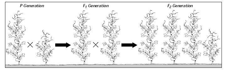 Geneation Gap Paental P Geneation = the paental geneation in a beeding expeiment. F geneation = the fist-geneation offsping in a beeding expeiment.