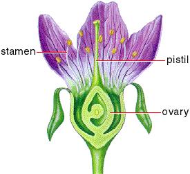 Mendel s Pea Plant Expeiments Why peas, Pisum sativum?
