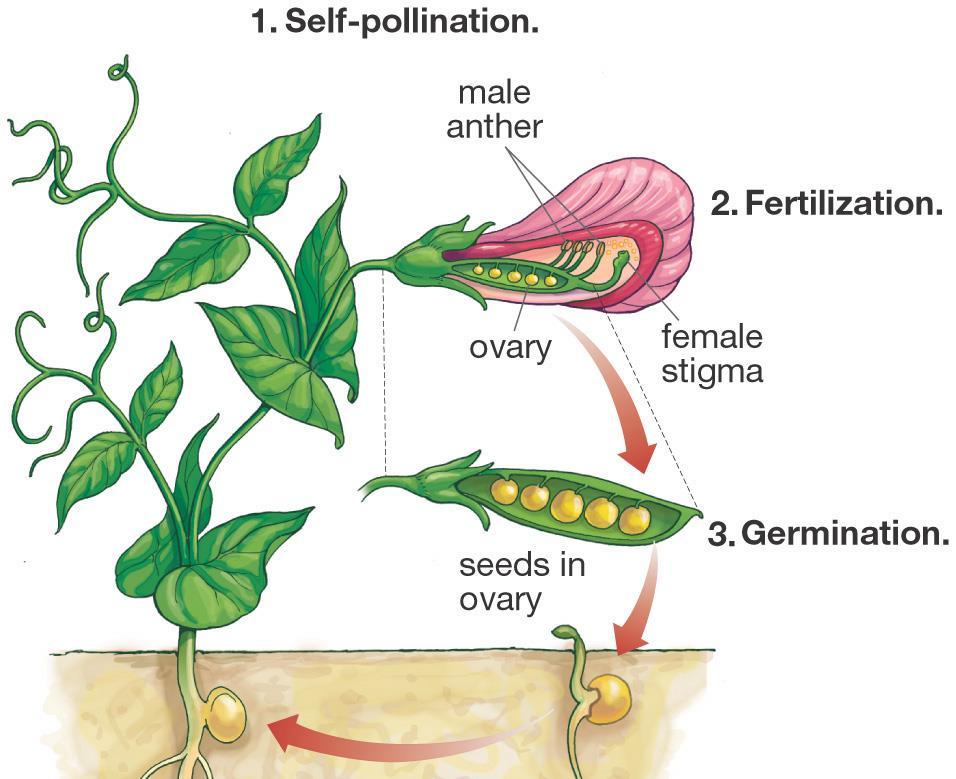 How Mendel Began Mendel poduced pue stains by allowing the plants to selfpollinate fo seveal geneations Eight