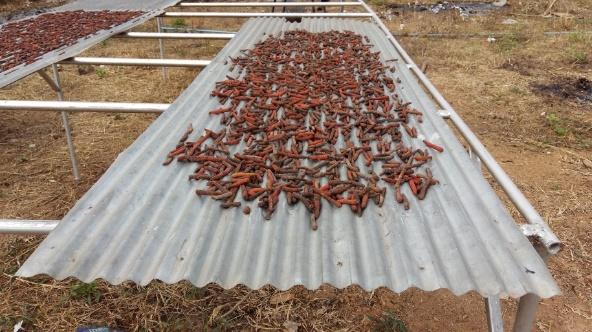 not meet the high demand of long peppers drying. As a result our research group has developed a small-scale greenhouse solar dryer to dry agricultural products.