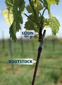 Chip Bud Grafting in Washington State Vineyards Grafting in perennial fruit crops has been practiced since ancient times, originating with the Chinese and Greeks.